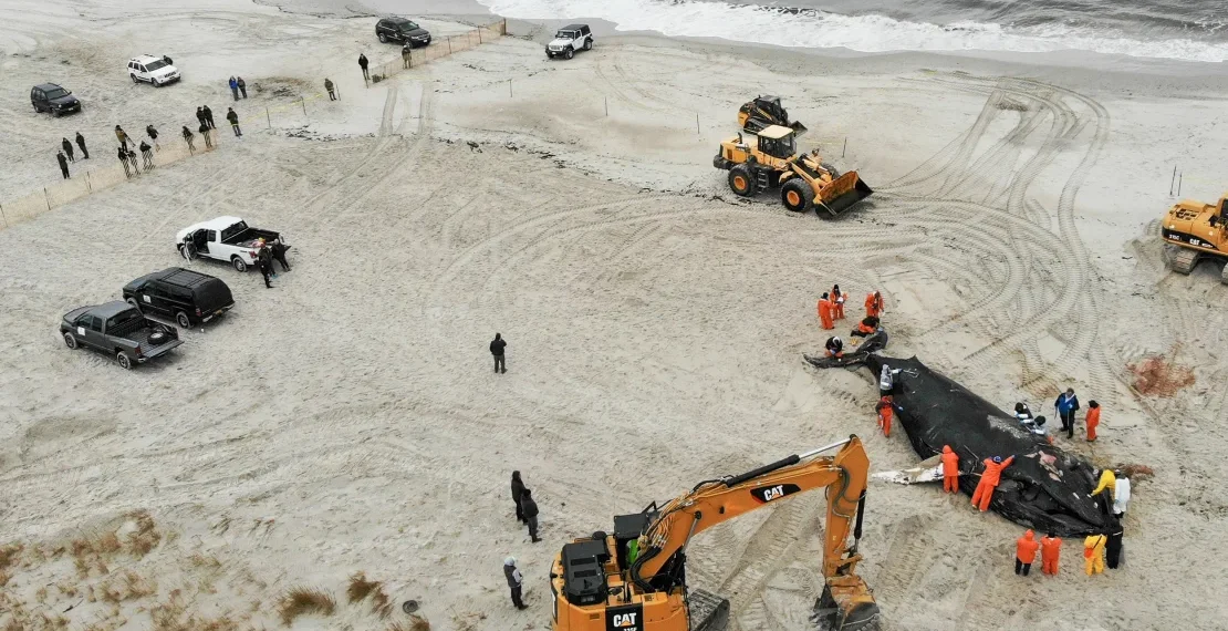 Save the Whales’ thrived. Can humpbacks inspire global conservation?