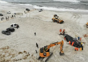 Save the Whales’ thrived. Can humpbacks inspire global conservation?