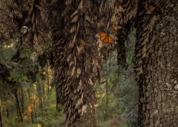 Scientists seek innovative solutions to save and protect monarch butterflies.