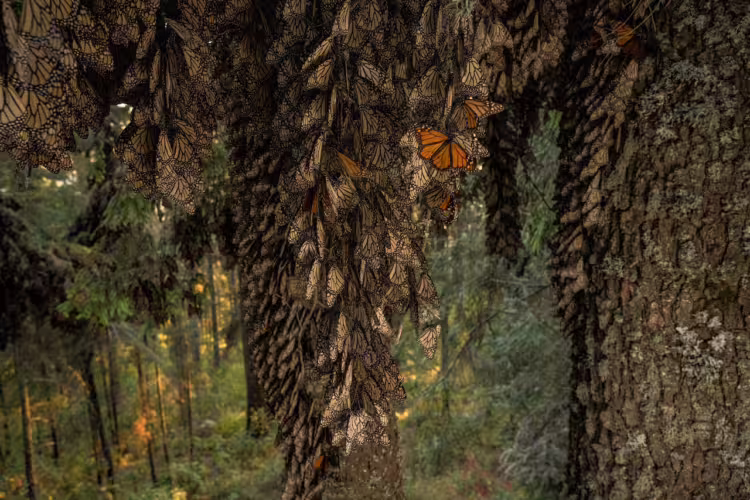 Scientists seek innovative solutions to save and protect monarch butterflies.
