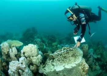 Over a year of astonishing ocean heat has given way to the largest coral bleaching on record