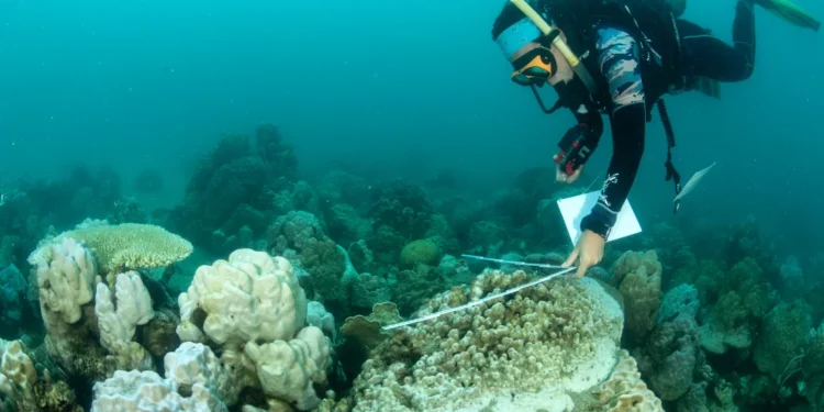 Over a year of astonishing ocean heat has given way to the largest coral bleaching on record