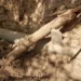 Oldest U.S. Firearm Unearthed: A 500-Year-Old Relic of Spanish Exploration