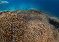 Giant Coral Reef Found Near Solomon Islands: A New World Record