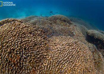 Giant Coral Reef Found Near Solomon Islands: A New World Record