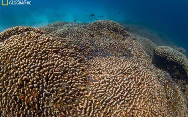 Giant Coral Reef Found Near Solomon Islands: A New World Record