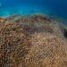 Giant Coral Reef Found Near Solomon Islands: A New World Record