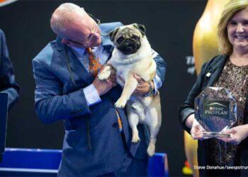 Vito the Pug Makes History as First of His Breed to Win Best in Show
