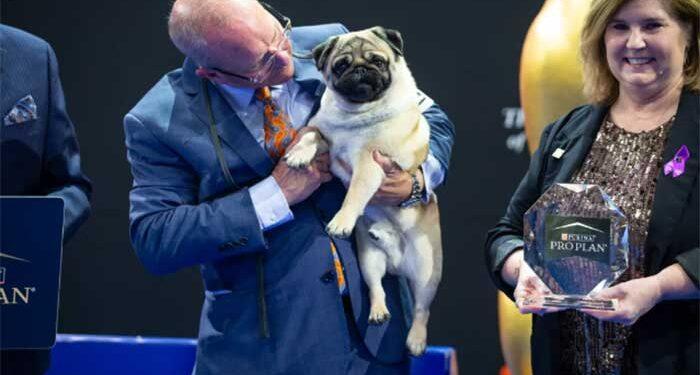 Vito the Pug Makes History as First of His Breed to Win Best in Show