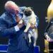 Vito the Pug Makes History as First of His Breed to Win Best in Show