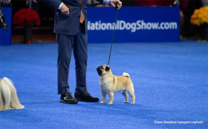 Vito the Pug Makes History as First of His Breed to Win Best in Show