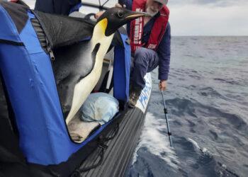 “Gus” the Emperor Penguin: An Antarctic Visitor’s Incredible Journey to Australia