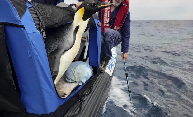 “Gus” the Emperor Penguin: An Antarctic Visitor’s Incredible Journey to Australia