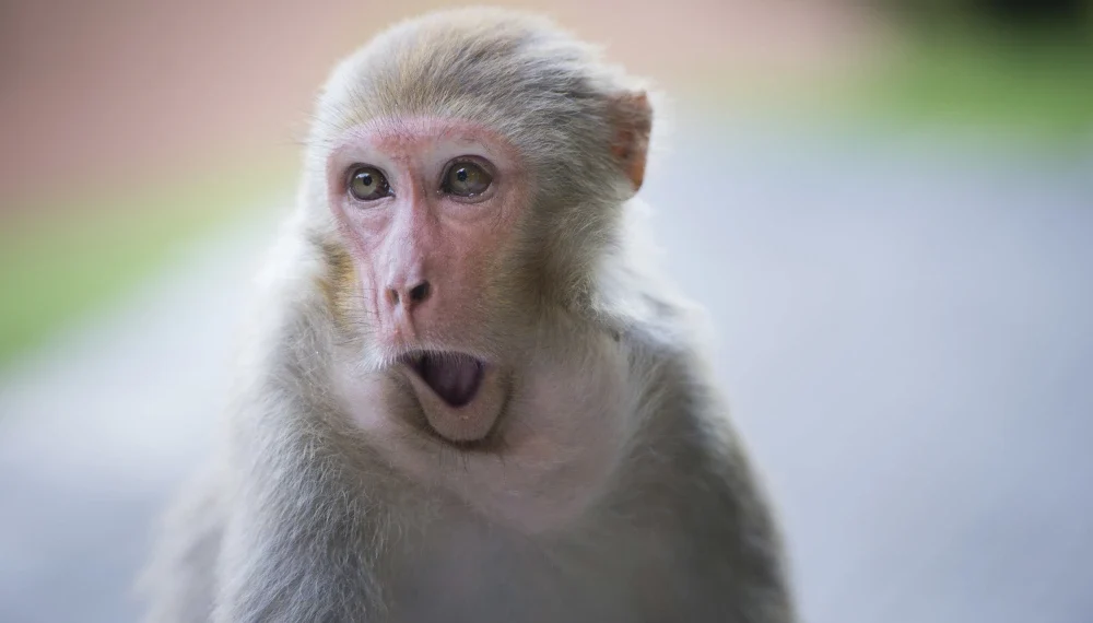 Primate Breakout: South Carolina Police Search for 43 Escaped Research Monkey