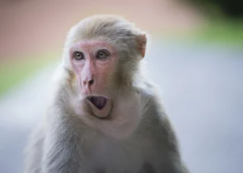 Primate Breakout: South Carolina Police Search for 43 Escaped Research Monkey