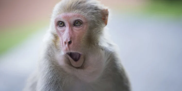 Primate Breakout: South Carolina Police Search for 43 Escaped Research Monkey