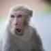 Primate Breakout: South Carolina Police Search for 43 Escaped Research Monkey