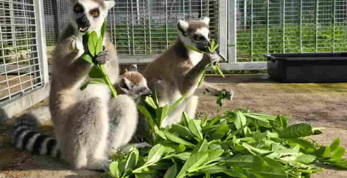 Thailand Returns Nearly 1,000 Endangered Animals to Madagascar in Historic Rescue Effort