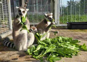 Thailand Returns Nearly 1,000 Endangered Animals to Madagascar in Historic Rescue Effort