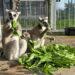 Thailand Returns Nearly 1,000 Endangered Animals to Madagascar in Historic Rescue Effort