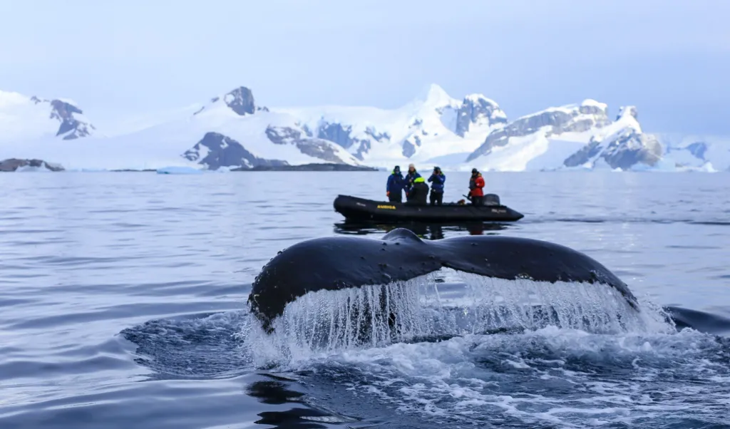 Climate Change and Conservation: The Whale That Traveled the World