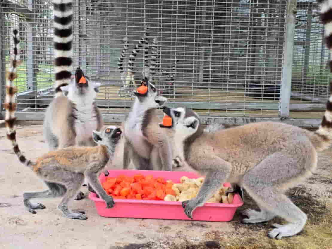 Thailand Returns Nearly 1,000 Endangered Animals to Madagascar in Historic Rescue Effort