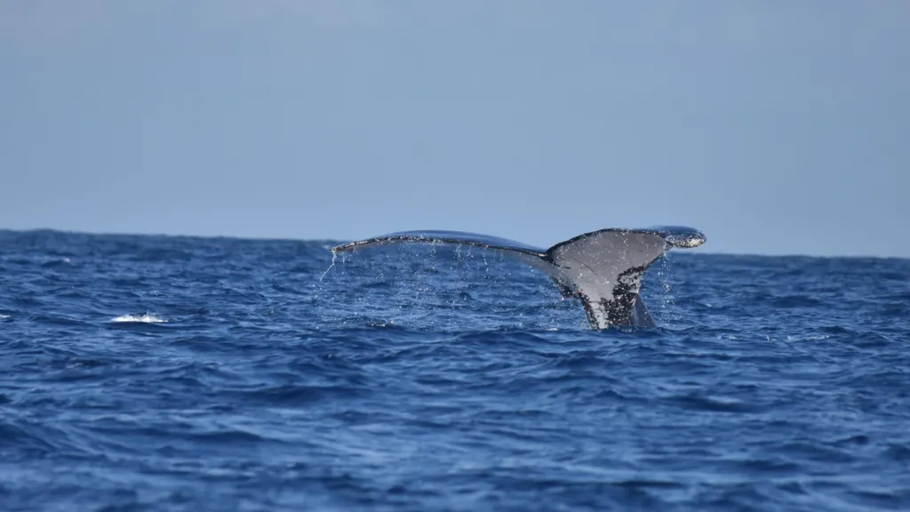 Climate Change and Conservation: The Whale That Traveled the World