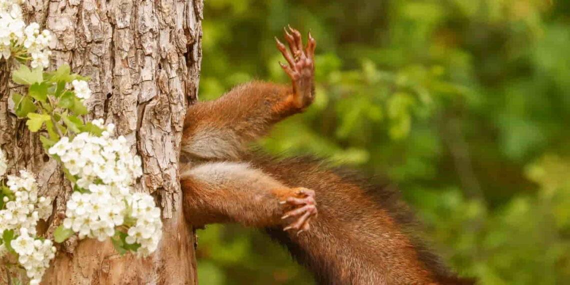 Squirrel Stuck in Tree Claims Victory in 2024 Nikon Comedy Wildlife Contest