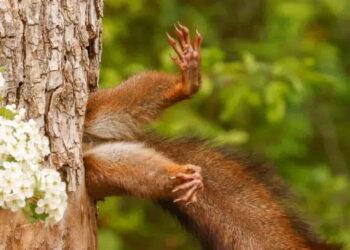 Squirrel Stuck in Tree Claims Victory in 2024 Nikon Comedy Wildlife Contest