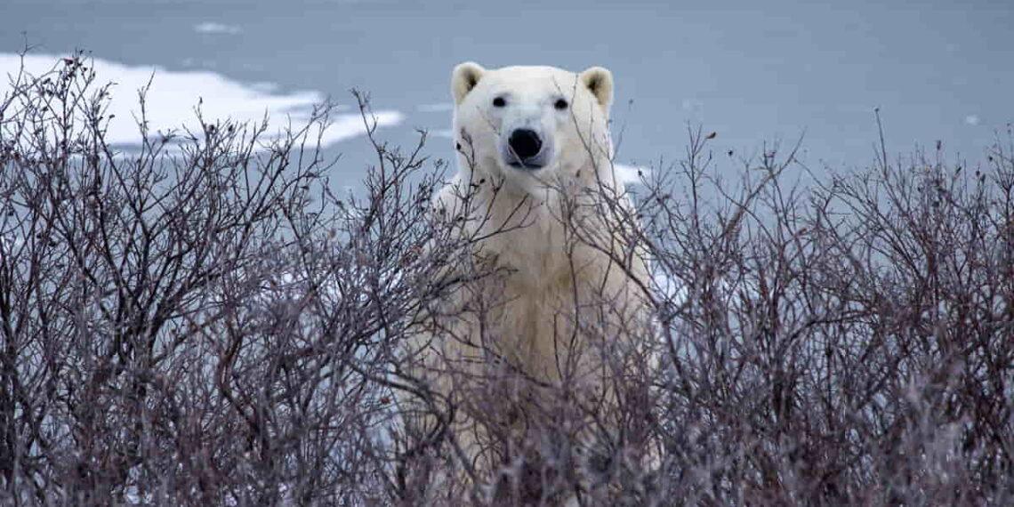 Churchill’s Battle: Protecting People Polar Bears Amid Warming - Victoria Gill/BBC