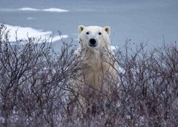 Churchill’s Battle: Protecting People Polar Bears Amid Warming - Victoria Gill/BBC