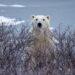 Churchill’s Battle: Protecting People Polar Bears Amid Warming - Victoria Gill/BBC