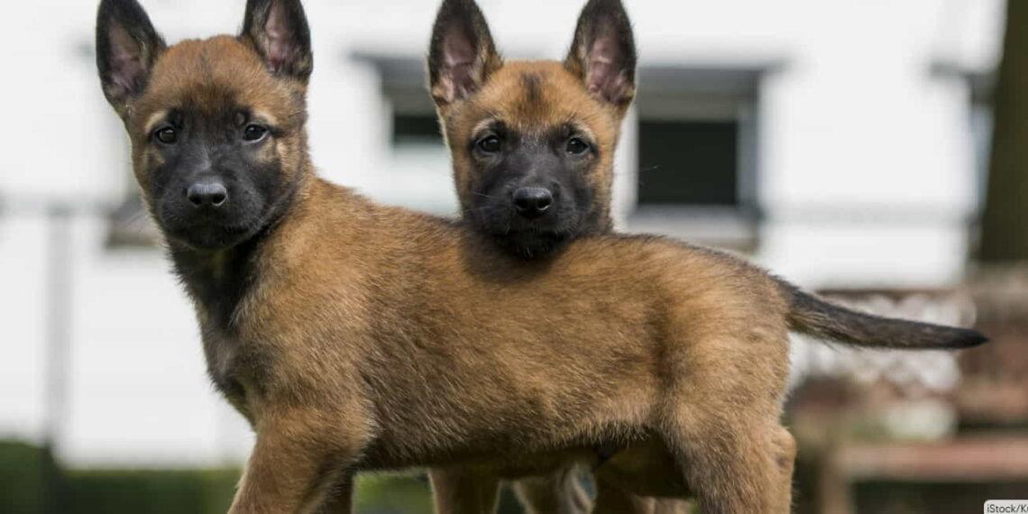 xploring the Belgian Malinois: A Loyal, Agile, and Intelligent Companion - IStock/Kurt Pas