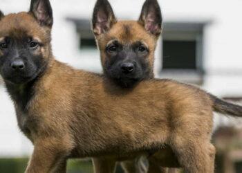 xploring the Belgian Malinois: A Loyal, Agile, and Intelligent Companion - IStock/Kurt Pas