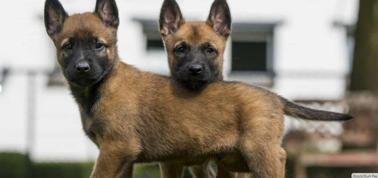 xploring the Belgian Malinois: A Loyal, Agile, and Intelligent Companion - IStock/Kurt Pas