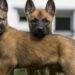xploring the Belgian Malinois: A Loyal, Agile, and Intelligent Companion - IStock/Kurt Pas
