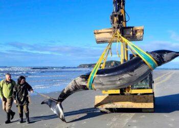 From Myth to Reality: Exploring the World\u2019s Most Elusive Whale