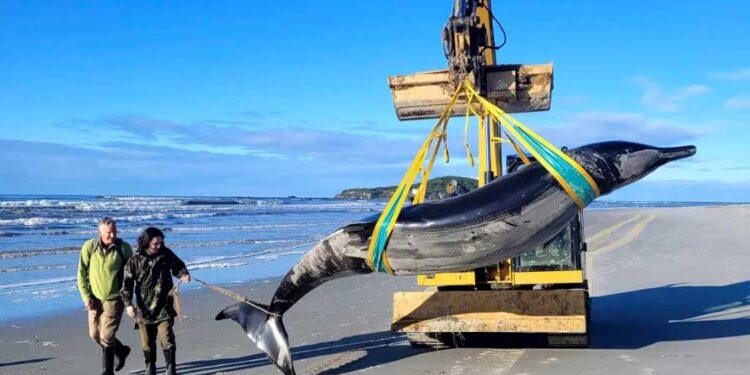 From Myth to Reality: Exploring the World\u2019s Most Elusive Whale