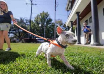 From Rescue to Runaway: Scrim’s Incredible Adventures