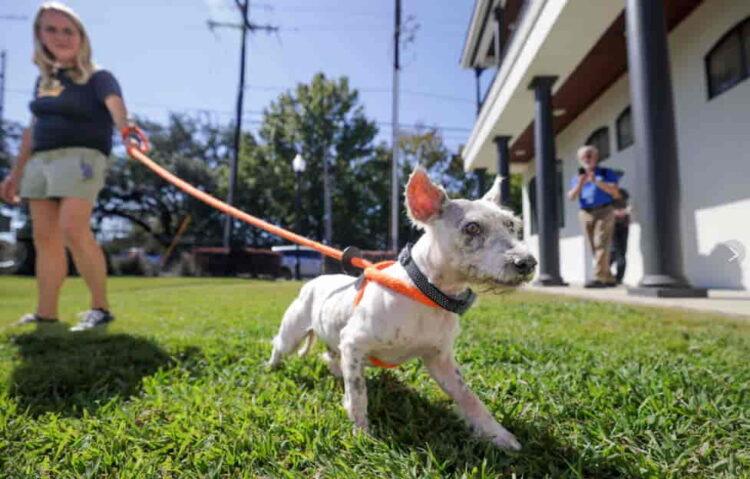 From Rescue to Runaway: Scrim’s Incredible Adventures