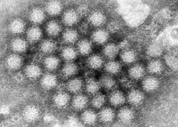 Understanding Norovirus: A Guide to Symptoms, Risks, and Prevention - (Charles D. Humphrey/CDC via AP, File)