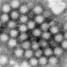 Understanding Norovirus: A Guide to Symptoms, Risks, and Prevention - (Charles D. Humphrey/CDC via AP, File)