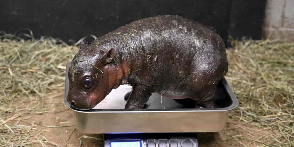 Newborn Pygmy Hippopotamus Joins Family at Virginia Zoo - Metro Richmond Zoo via AP