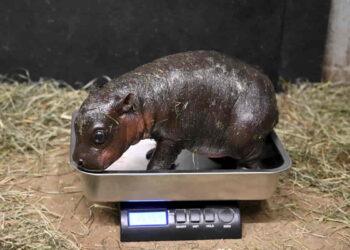 Newborn Pygmy Hippopotamus Joins Family at Virginia Zoo - Metro Richmond Zoo via AP