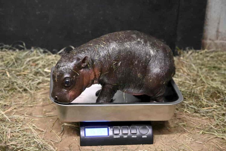 Newborn Pygmy Hippopotamus Joins Family at Virginia Zoo - Metro Richmond Zoo via AP