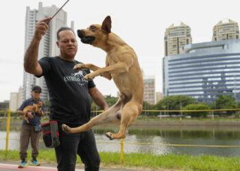 ow Brazil’s Street Dogs Became a Cultural Phenomenon - (AP Photo/Bruna Prado)