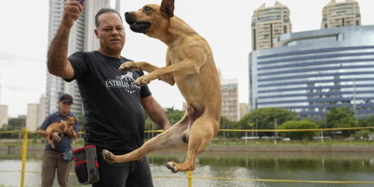 ow Brazil’s Street Dogs Became a Cultural Phenomenon - (AP Photo/Bruna Prado)