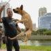 ow Brazil’s Street Dogs Became a Cultural Phenomenon - (AP Photo/Bruna Prado)