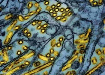 California at the Center of Bird Flu Emergency - AP/National Institute of Allergy and Infectious Diseases