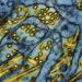 California at the Center of Bird Flu Emergency - AP/National Institute of Allergy and Infectious Diseases